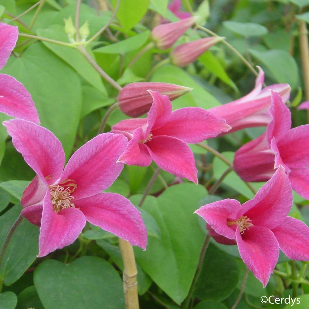 Clematis texensis 'Princesse Diana': conteneur 3 Litres
