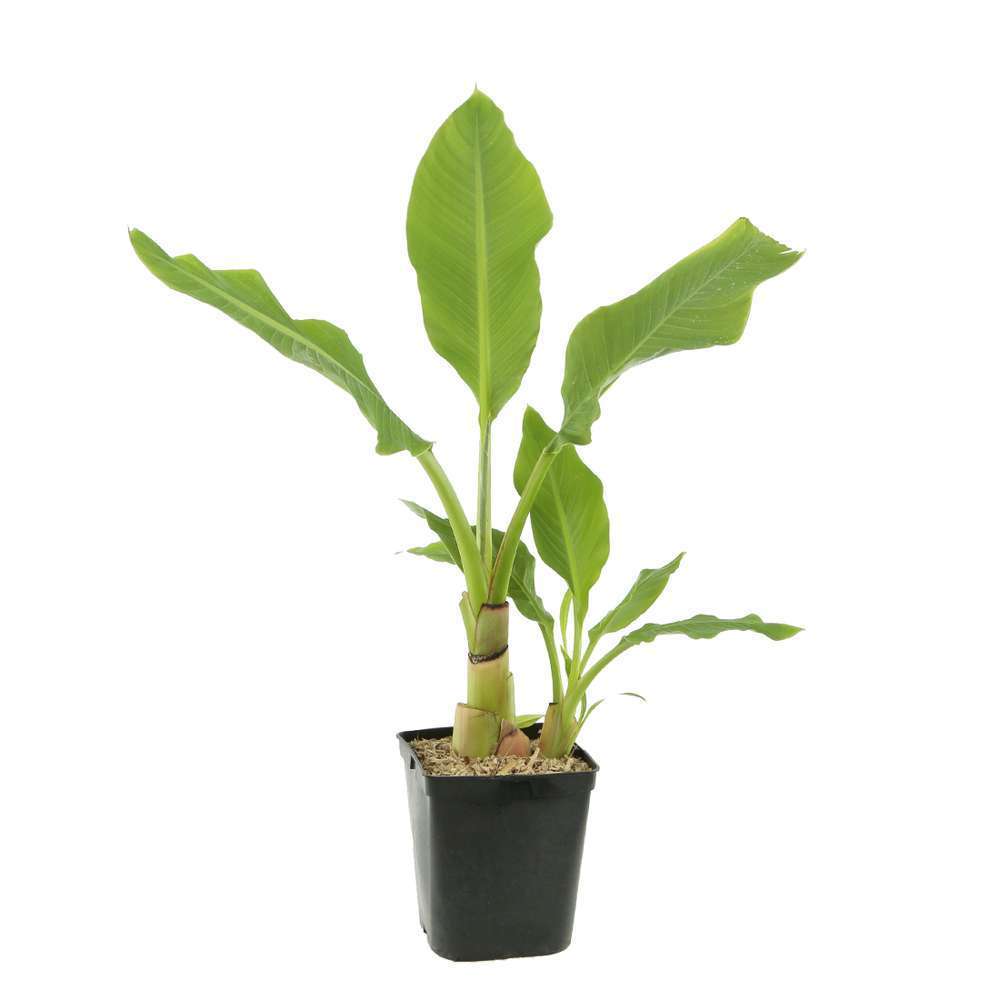 Musella lasiocarpa : pot 5L