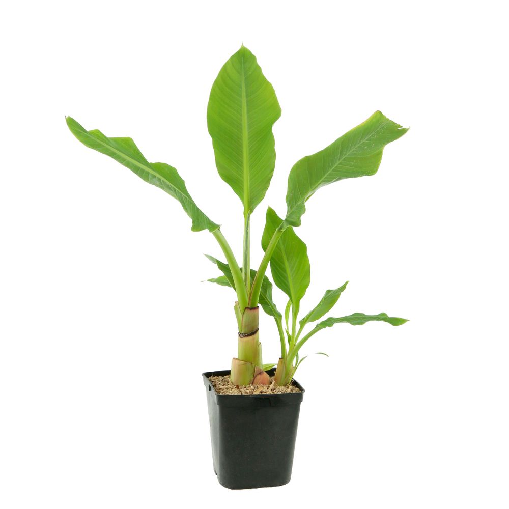 Musella lasiocarpa Lotus d'Or : pot 5L