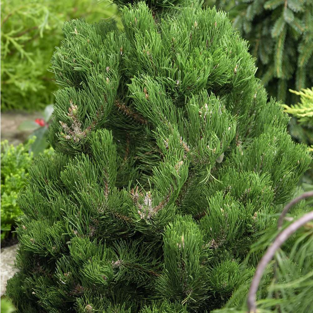 Pinus nigra Oregon green:h40/60cm pot 6L