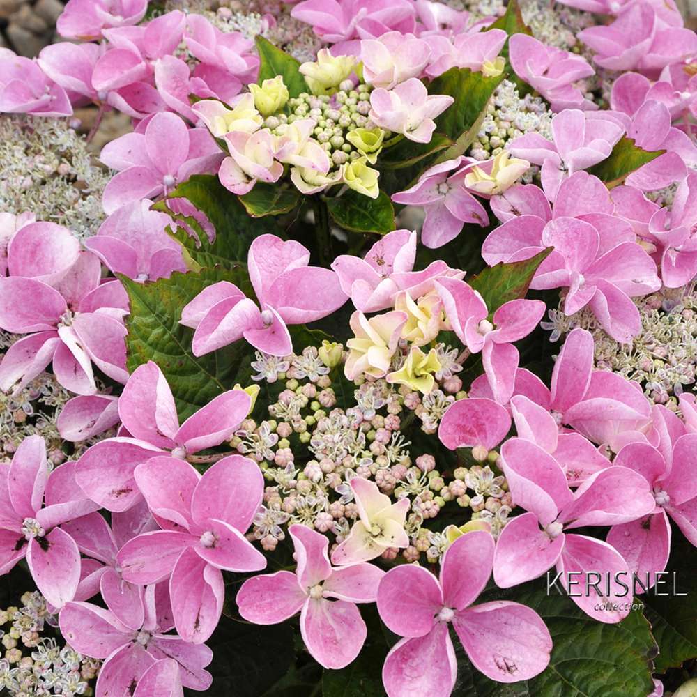 Hydrangea macrophylla ' Beijing ' : primeur conteneur 5 litres (rose)