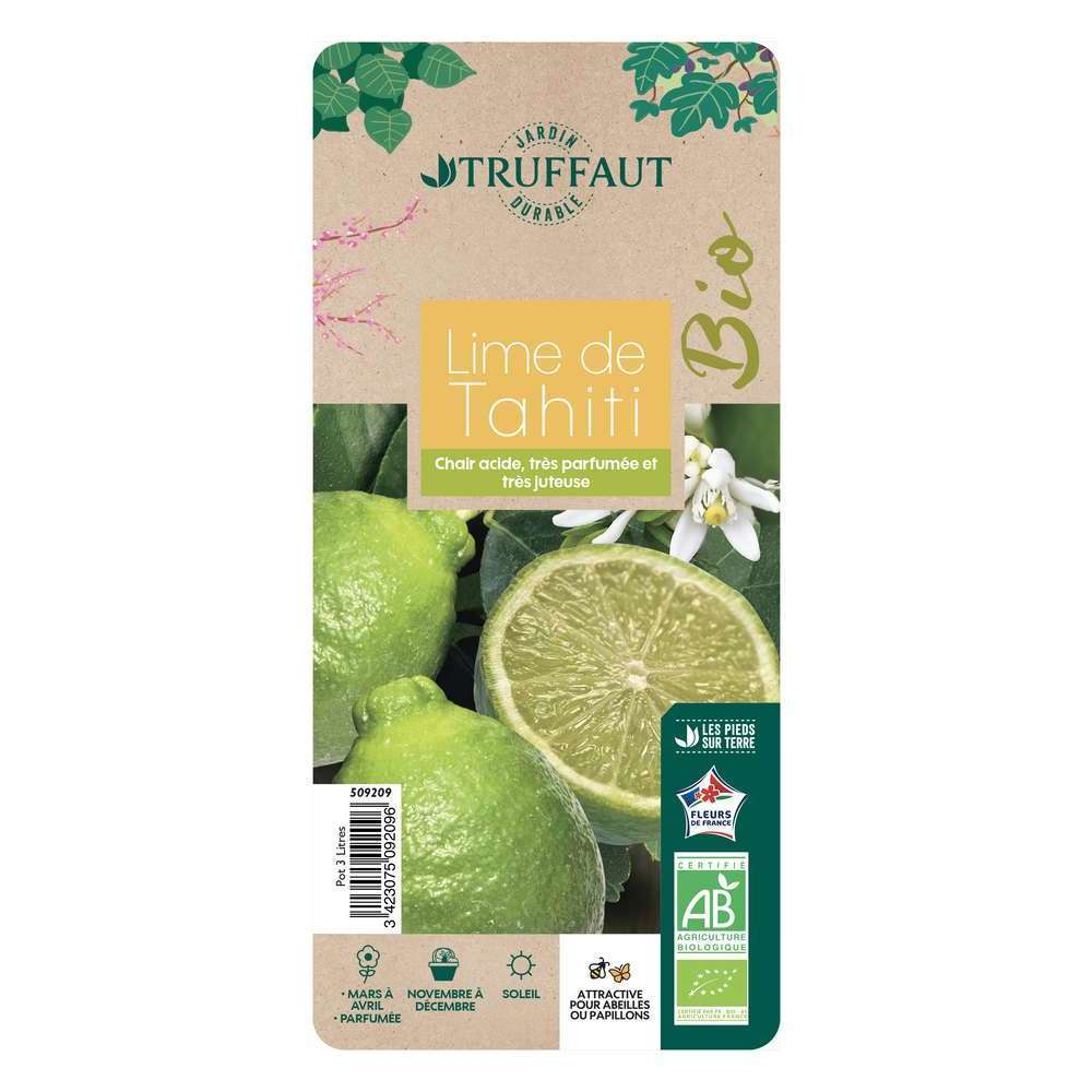 Lime de Tahiti : AB, Quart de tige, pot 3L