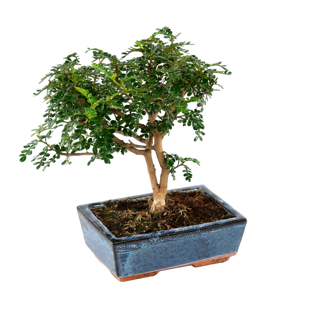 Bonsaï Poivrier :7-9 ans boule