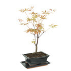 Bonsaï Acer palmatum 'Atropurpureum':5-6 ans