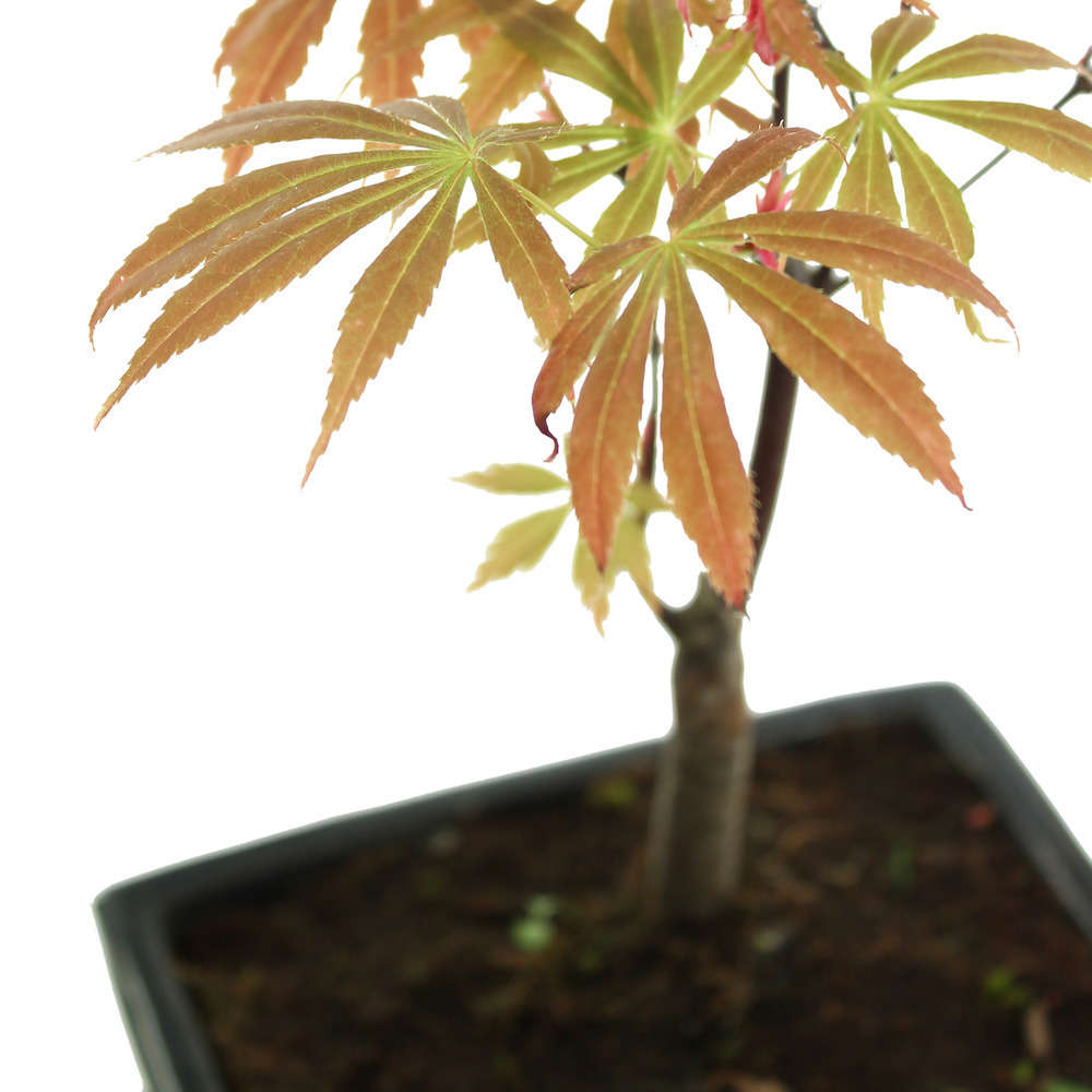 Bonsaï Acer palmatum 'Atropurpureum':5-6 ans