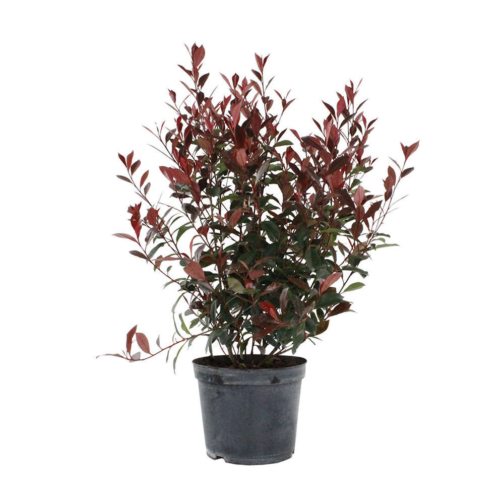 Photinia x fraseri ' Carré Rouge ': pot 10L