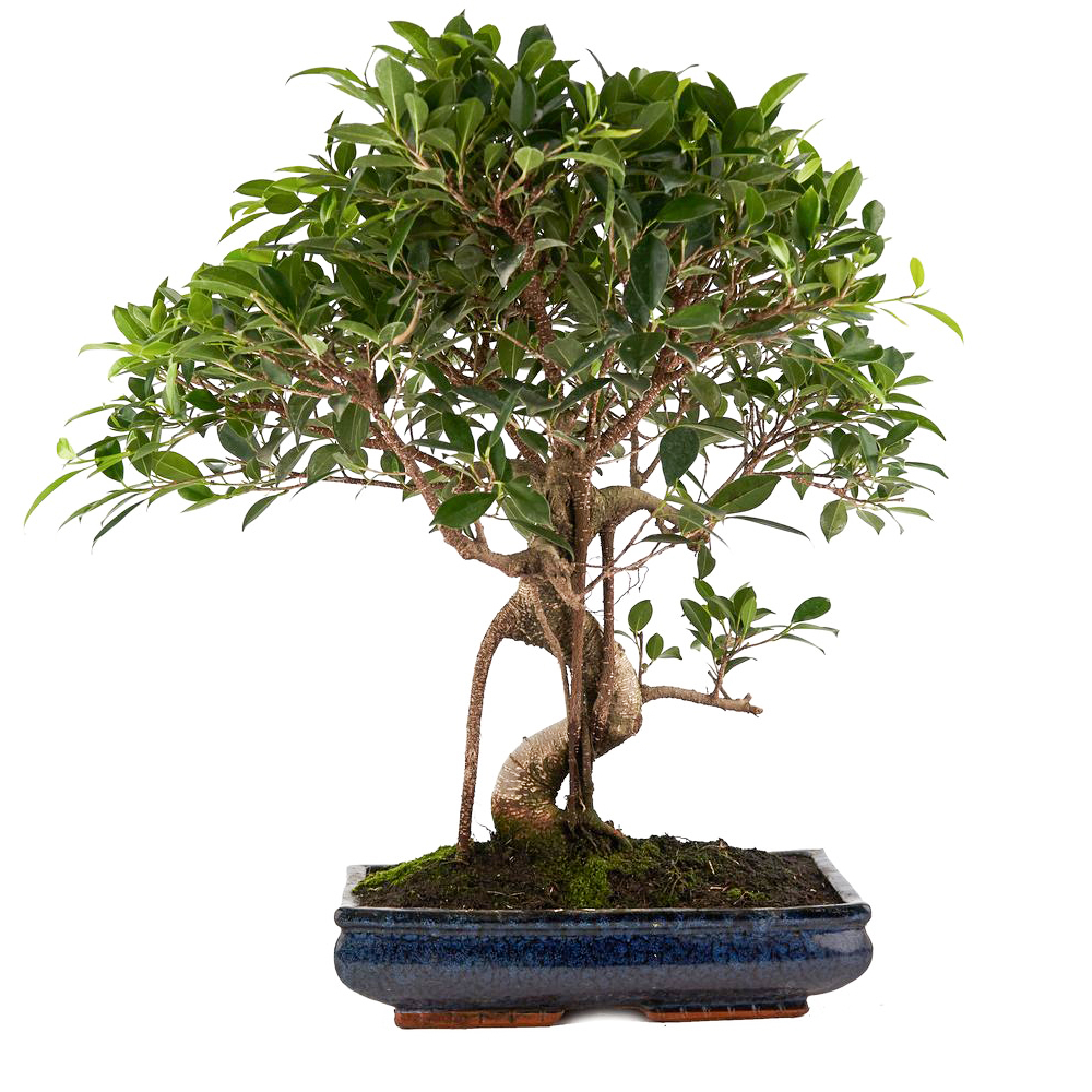 Bonsaï d'intérieur 20 ans 