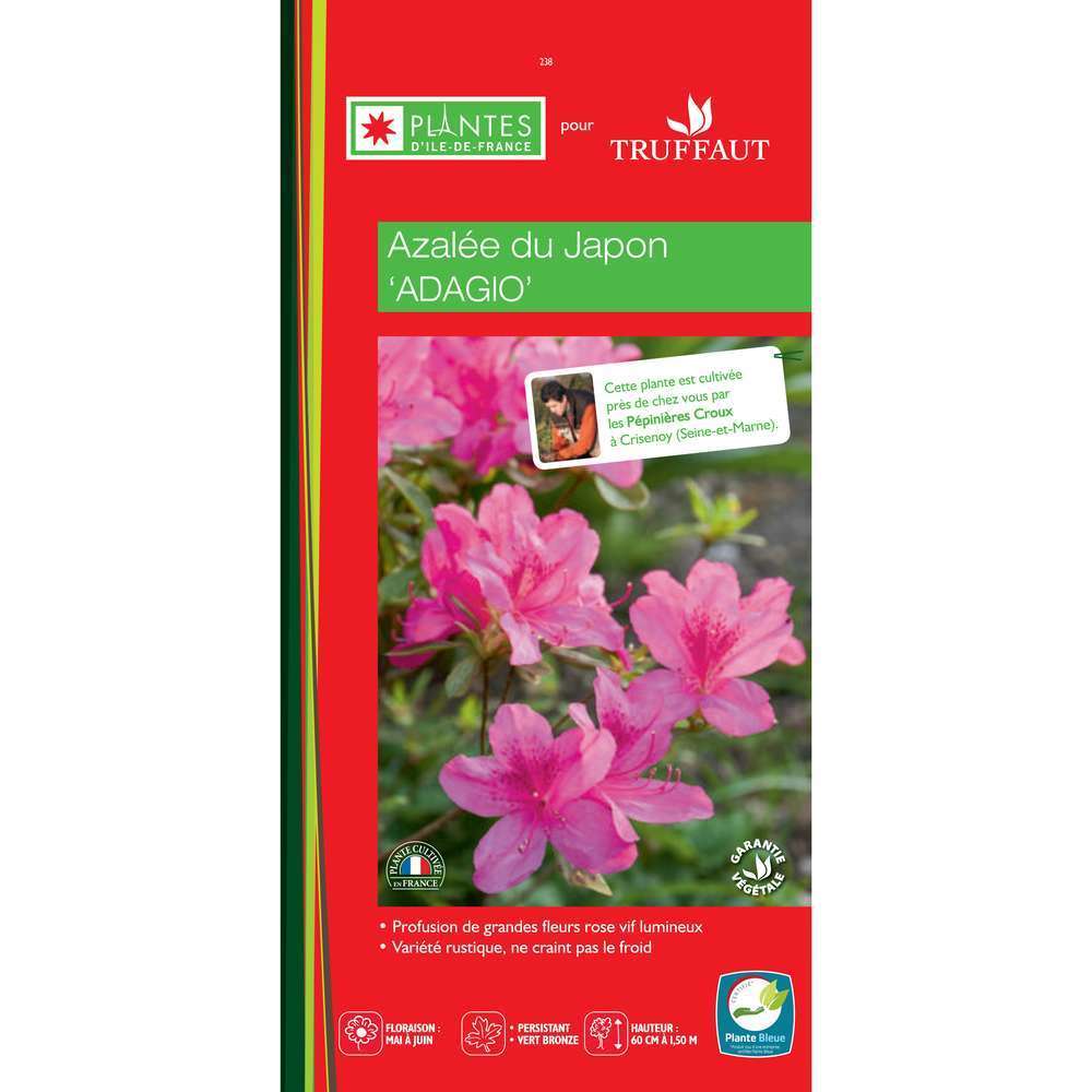 Azalea japonica ' Adagio':H 25/40 conteneur 5 litres