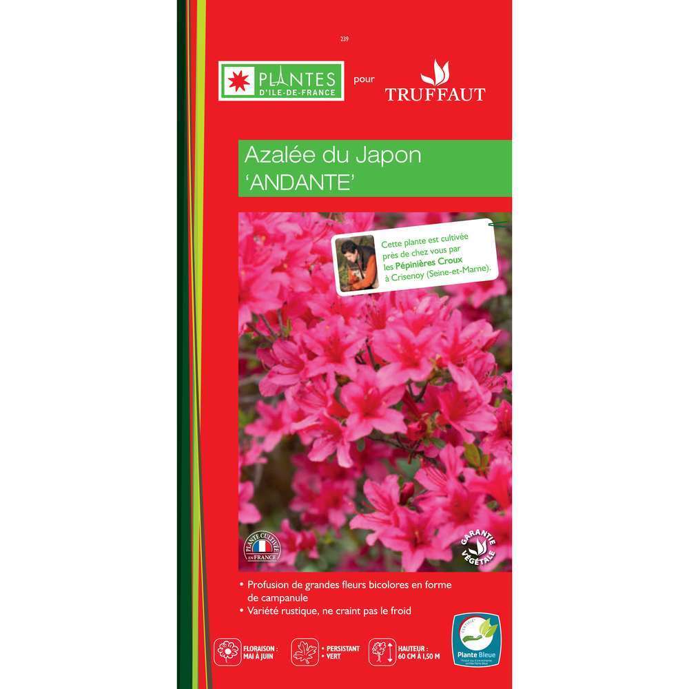 Azalea japonica ' Andante':H 25/40 conteneur 5 litres