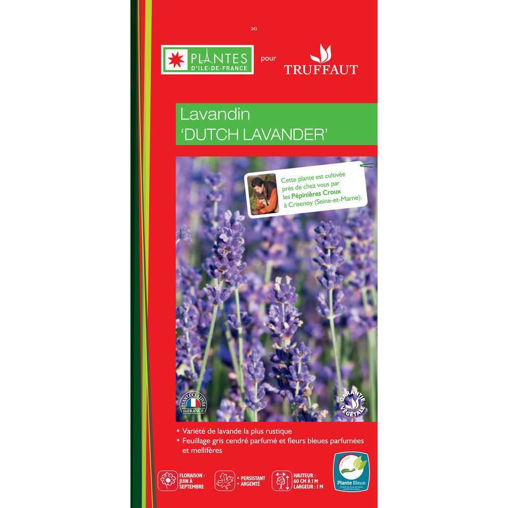 Lavande Dutch : Conteneur 5 litres