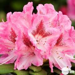 Rhododendron x 'Cosmopolitan' : H. 40/50 cm ctr 7L