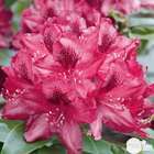 Rhododendron x 'Nova Zembla' : H. 40/50 cm ctr 7L