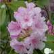 Rhododendron x 'Pink Perfection':H 40/50 cm conteneur 7 litres