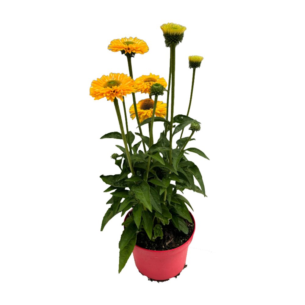 Echinacea:conteneur 3 litres.