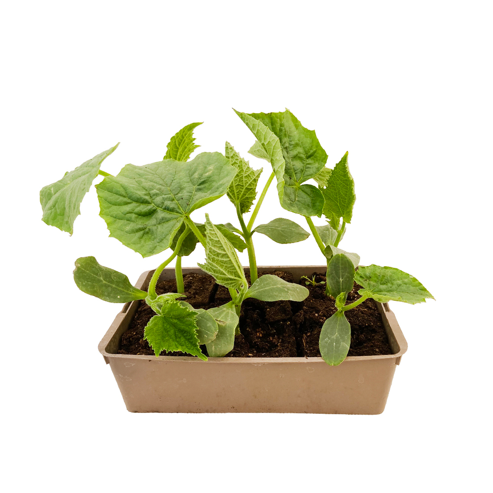 Plants de concombres 'Rockker' F1 : barquette de 6 plants