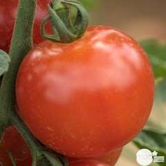 Plant de tomate 'Harmony' F1 : pot de 3 litres