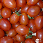 Plant de tomate cerise 'Lipso' F1 : pot de 0,5 litre