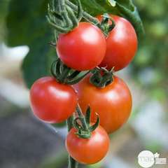 Plant de tomate cocktail 'Chelsea' : pot de 0,5 litre