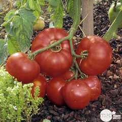 Plant de tomate 'Dona' F1 : pot de 0,5 litre