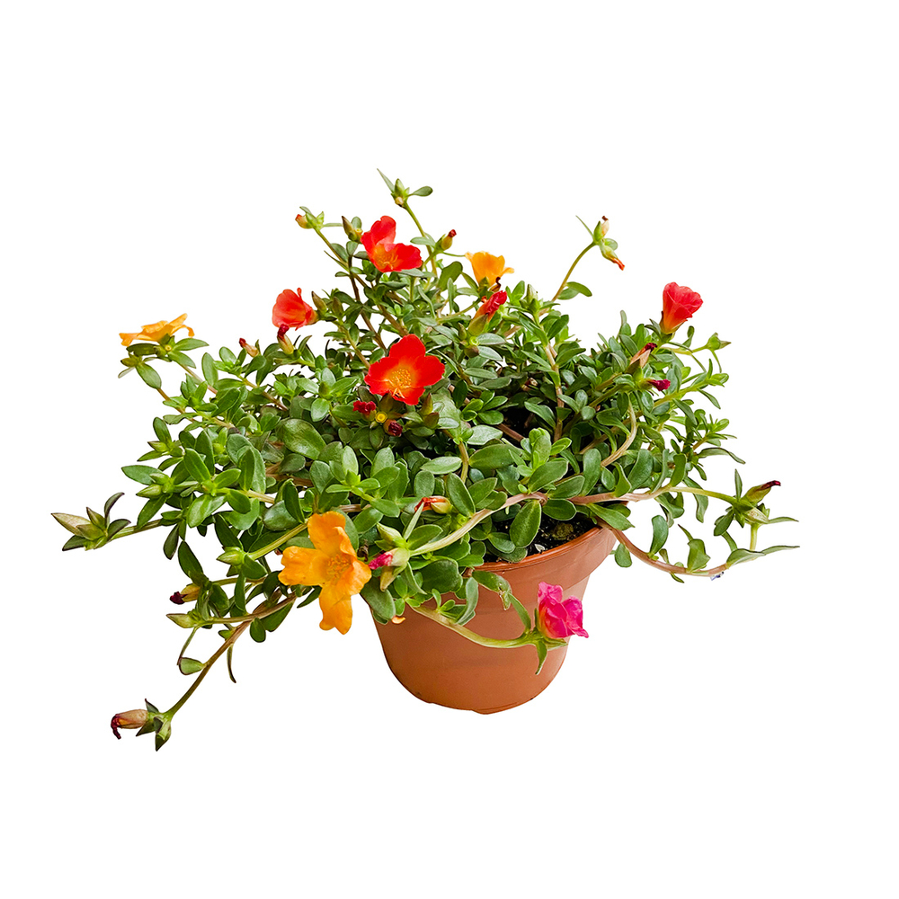 Portulaca : pot 1L