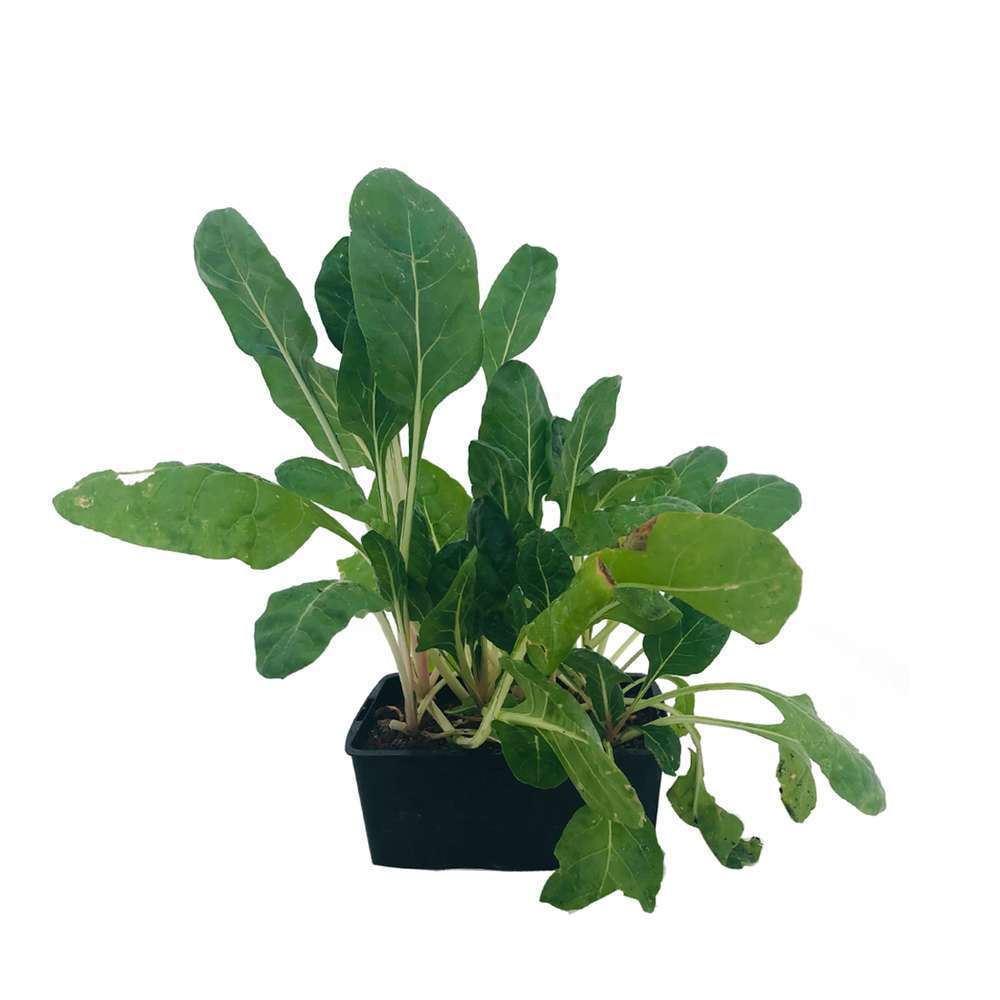 PoirÃ©e verte bressane : B6