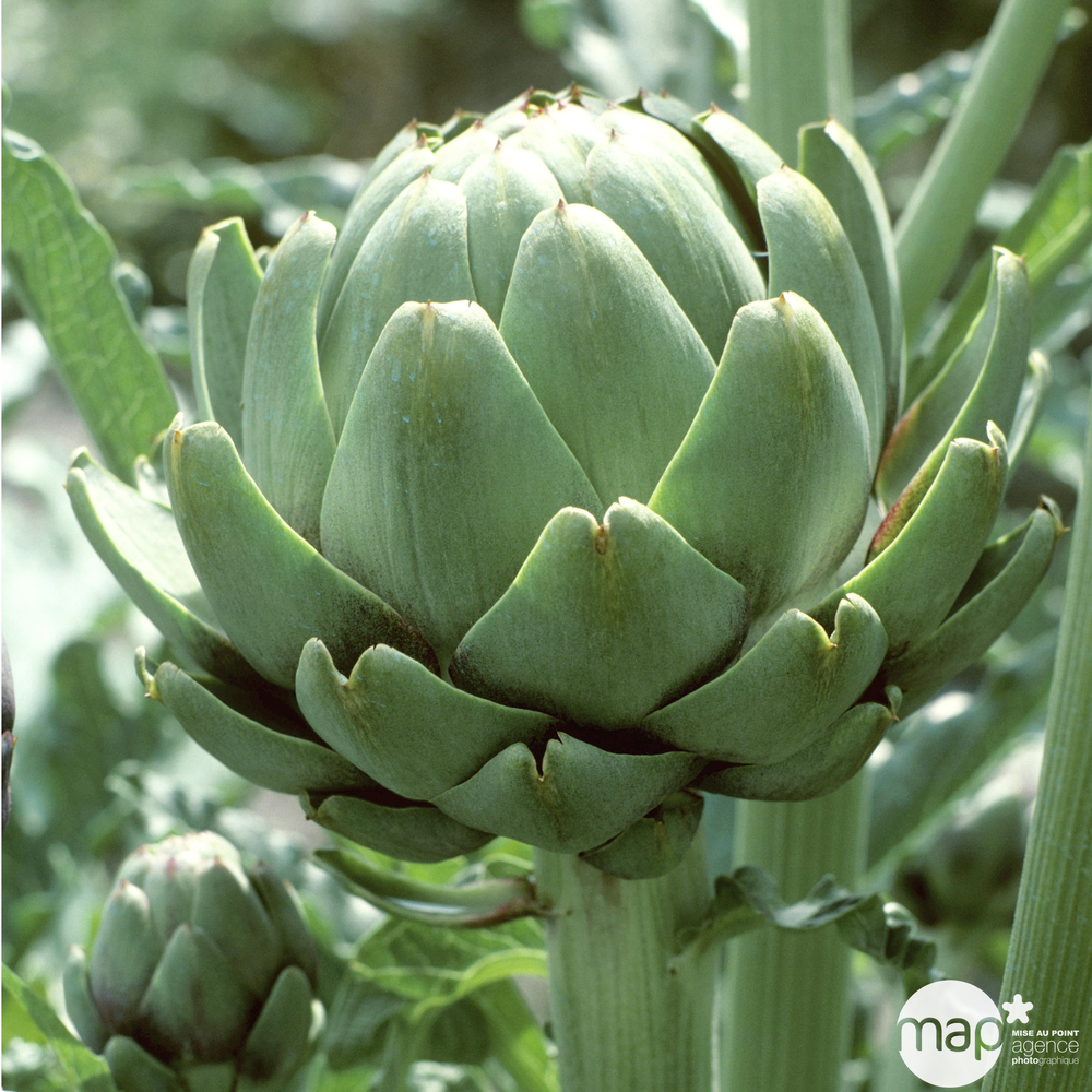Plant d'artichaut vert 'Imperial Star' F1 : pot de 1 litre