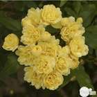 Rosier liane jaune 'Banksiae Lutea' : pot de 6 litres