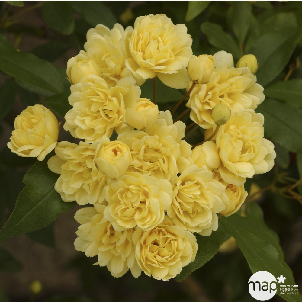 Rosier liane jaune 'Banksiae Lutea' : pot de 6 litres