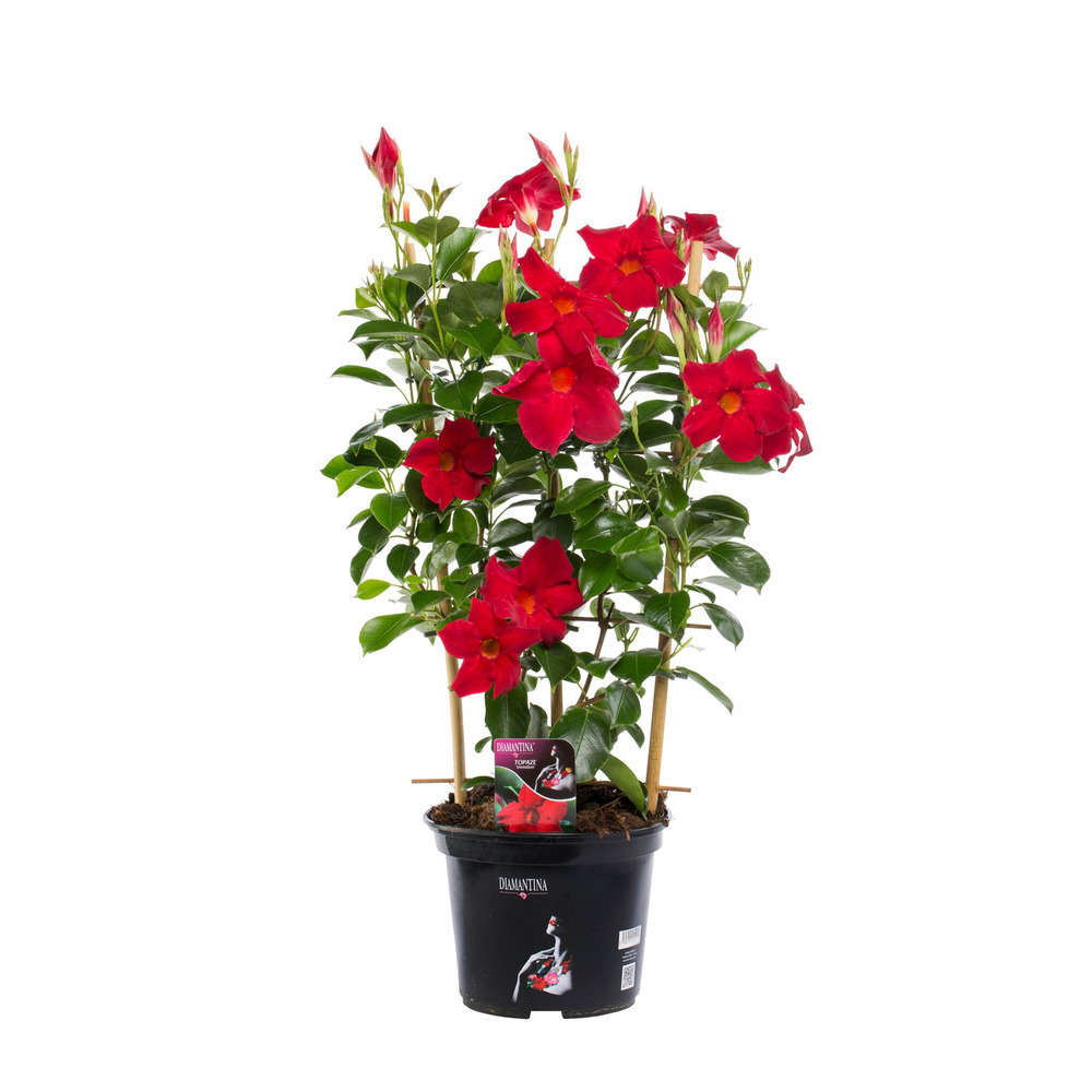 Dipladenia hybride : D17 cm