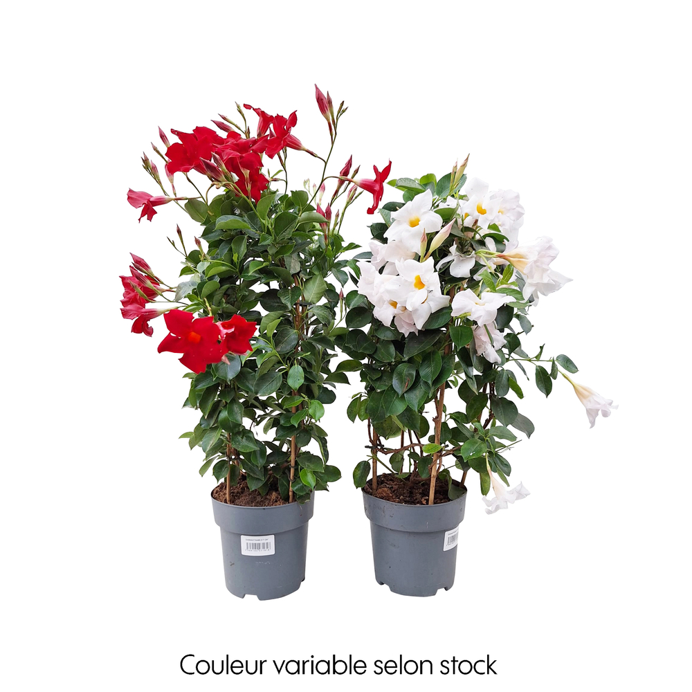 Mandevilla 'Diamantina'® double arceau, coloris variables : pot D.17cm