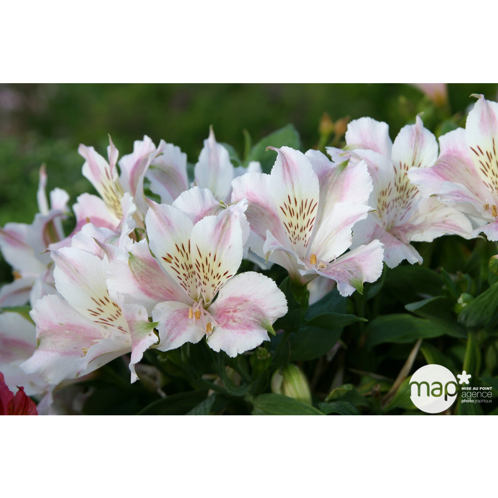 Alstroemeria:conteneur 2,5 litres