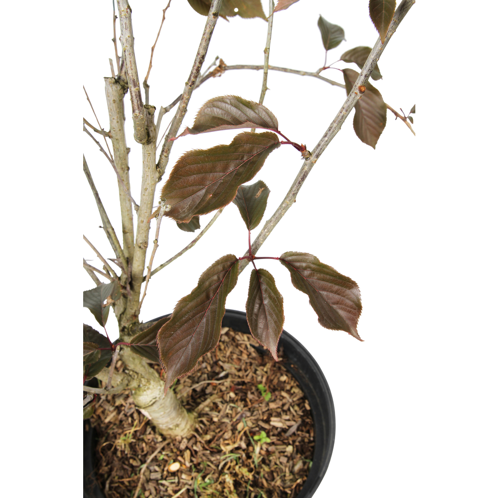 Prunus serrulata ' Royal Burgundy ' : conteneur 10 litres