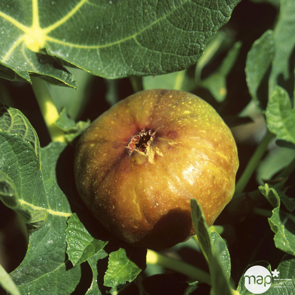 Figuier Madeleine des deux saisons : ctr 10 litres