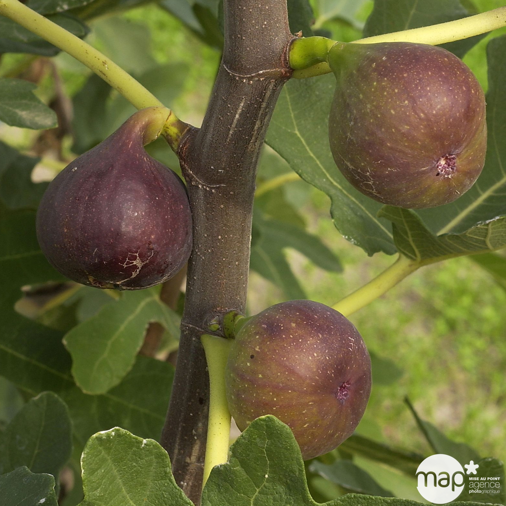 Figuier 'Rouge de Bordeaux' : conteneur 10L