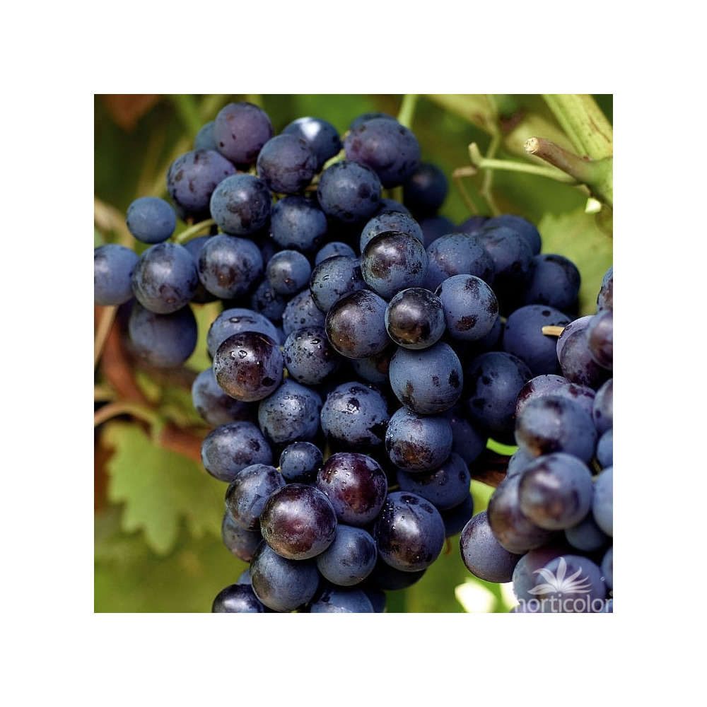 Vigne : pot de 4,5 litres