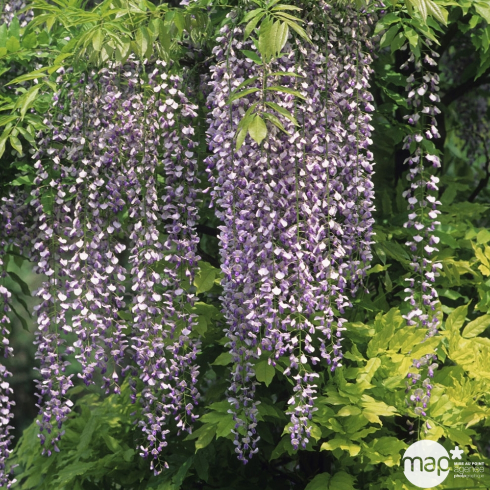Glycine (Wisteria floribunda) 'Macrobotrys' - Echelle - Pot 3L
