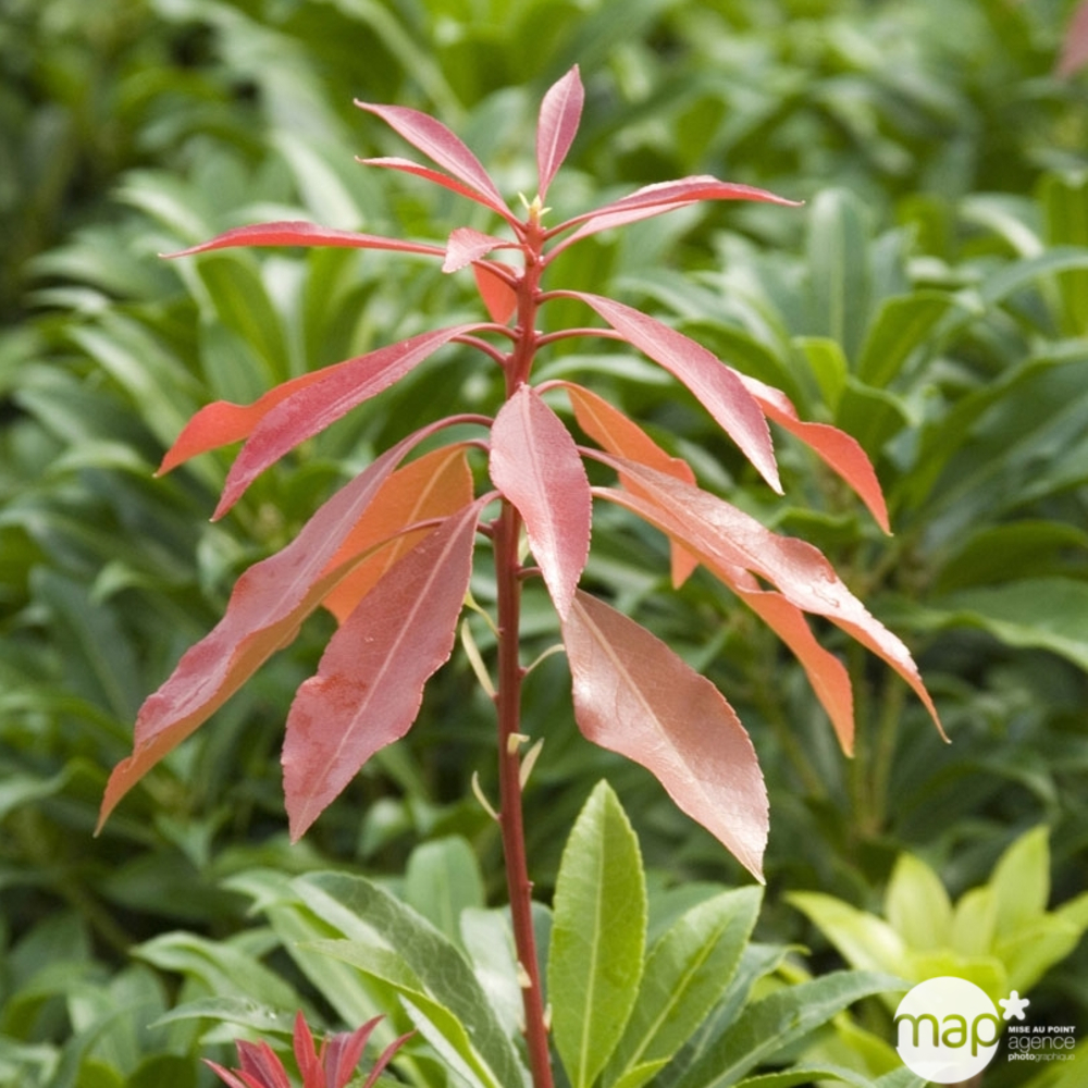 Pieris japonica ' Mountain Fire ' : conteneur 7,5 litres