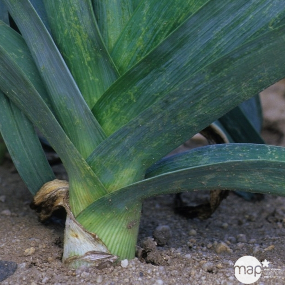 Plants de poireaux 'Bleu de Solaise' : botte de 50 plants