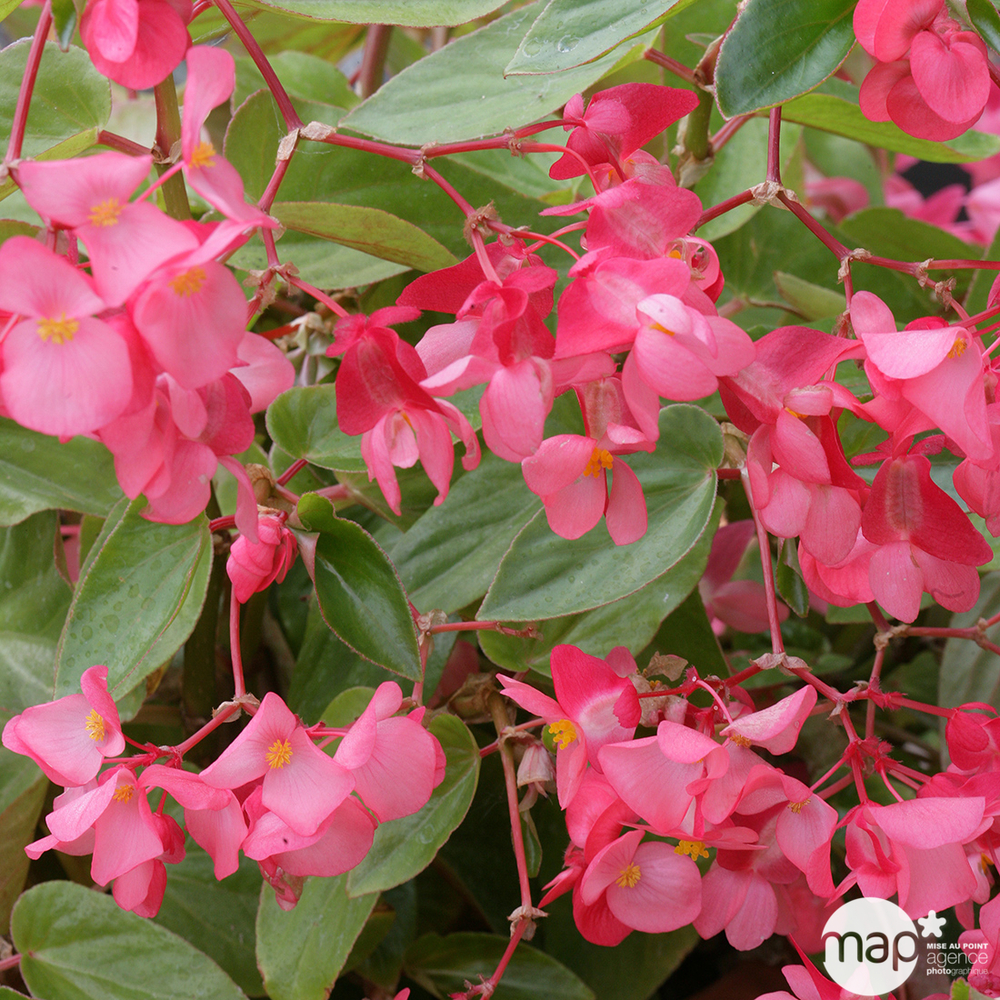 Begonia x 'Dragon Wing' : pot 0,65L