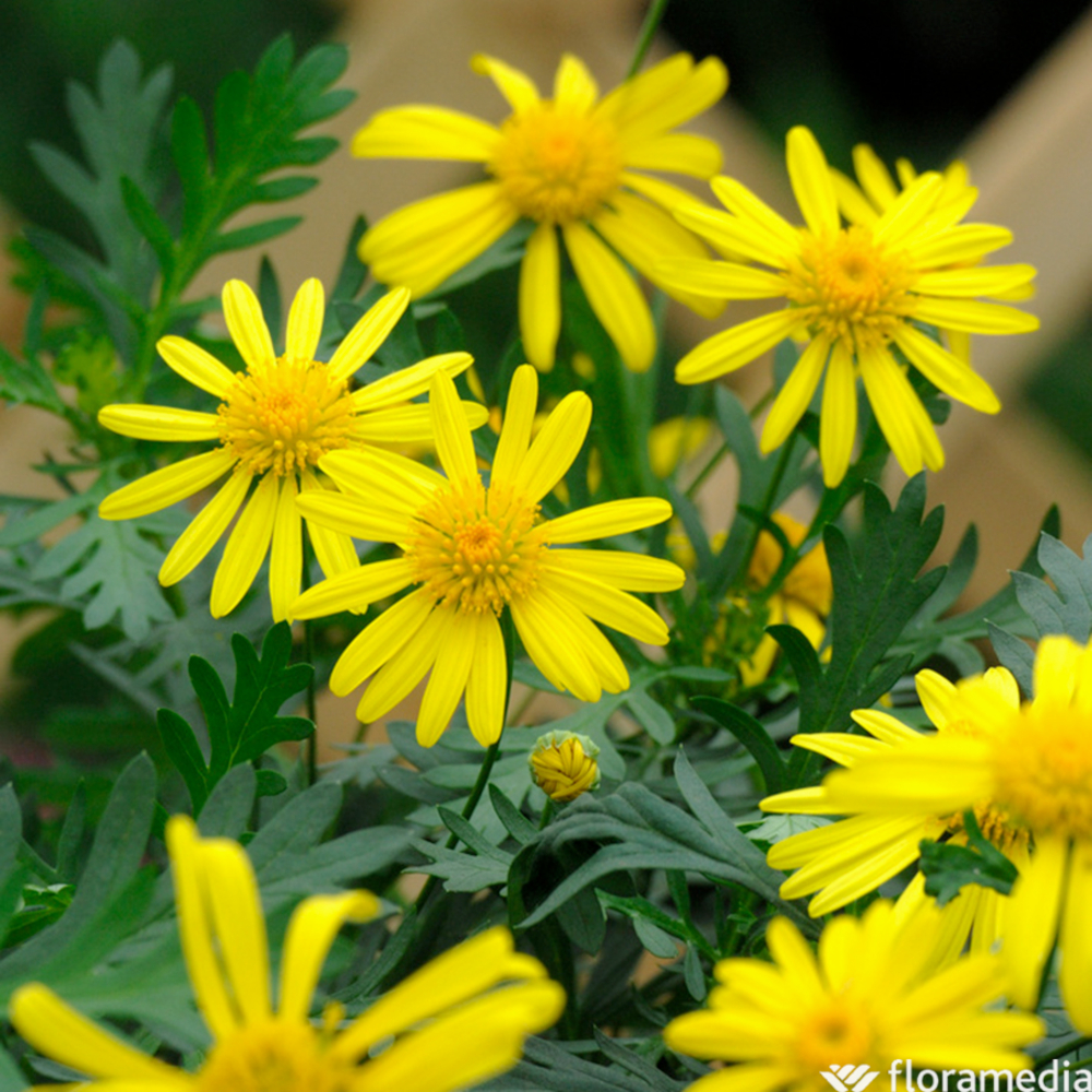 Euryops chrysanthemoïdes : pot D.13cm