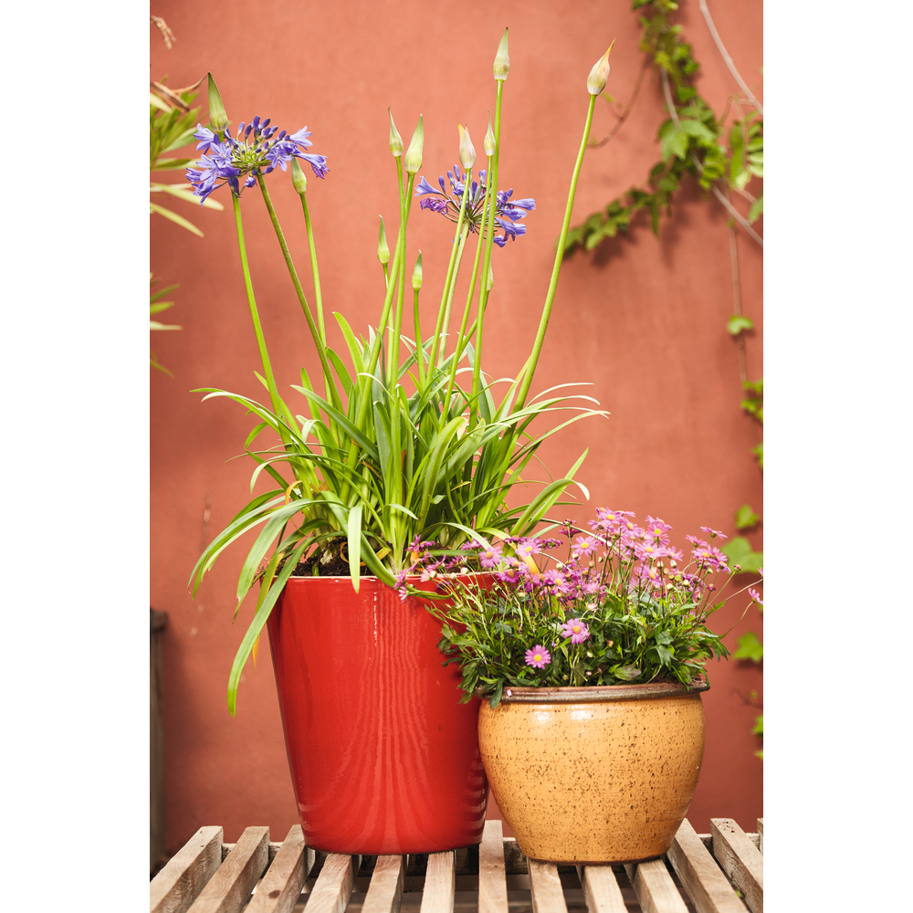 Agapanthus hybride collection:conteneur 4 litres