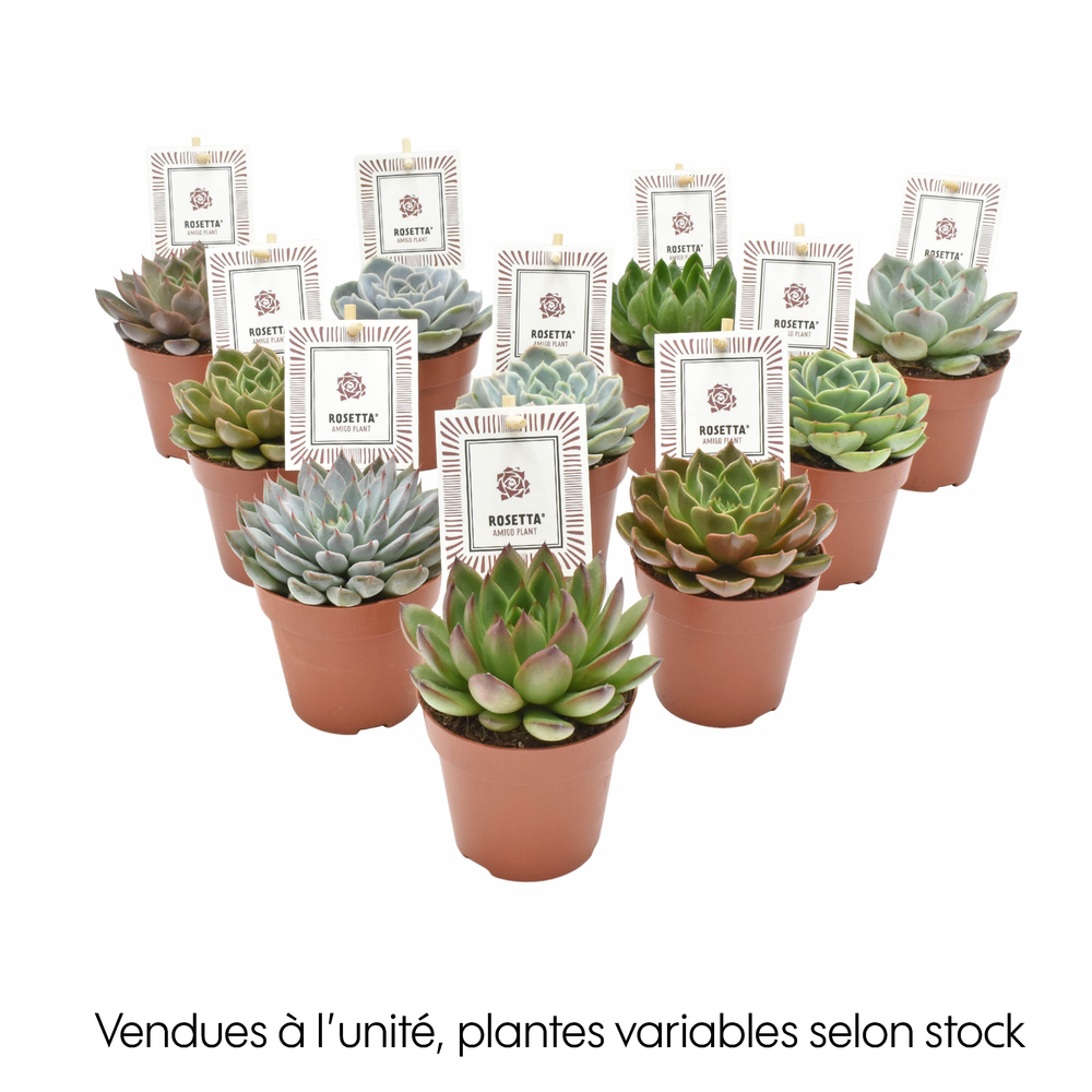 Echeveria en mélange : pot diamètre 8.5 cm