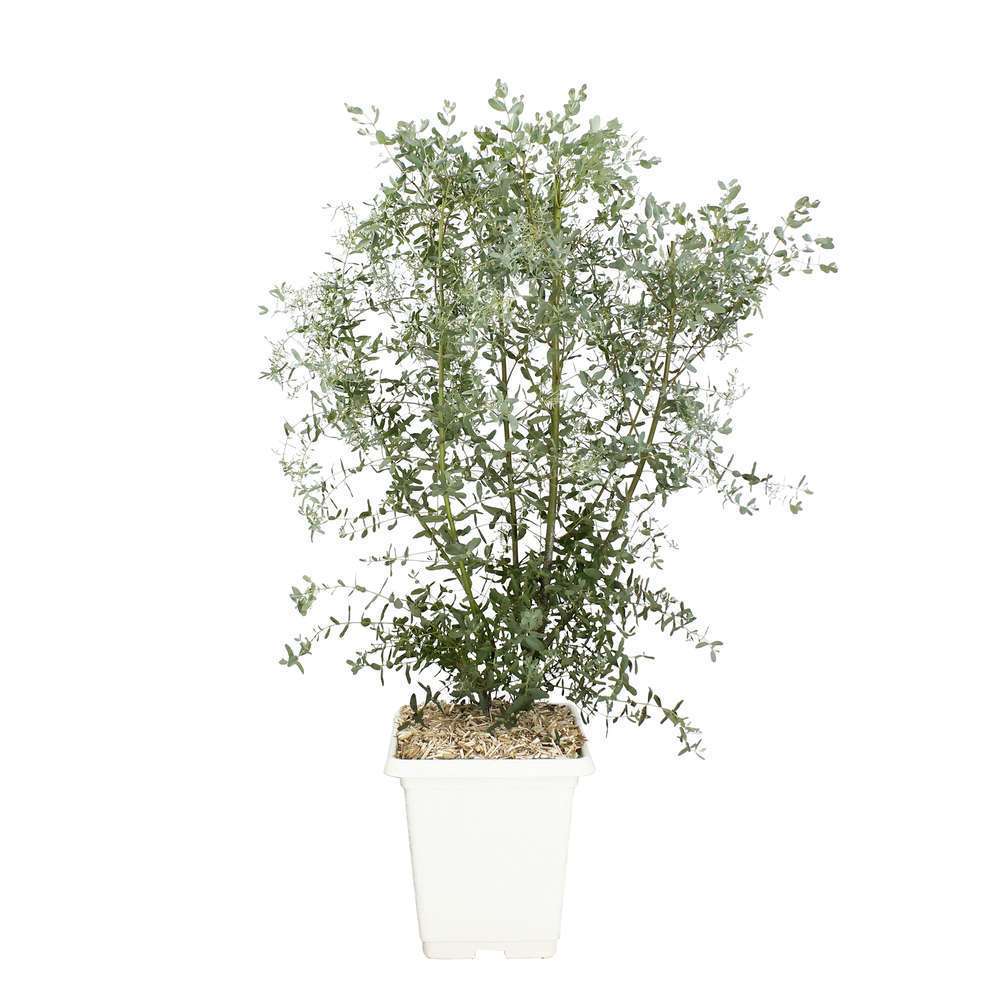 Eucalyptus gunnii 'France Bleu' ® : conteneur 10 litres