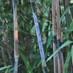 Bambou non-traçant fargesia dracocephala 'Blue Dragon' 100/120 :pot 5L