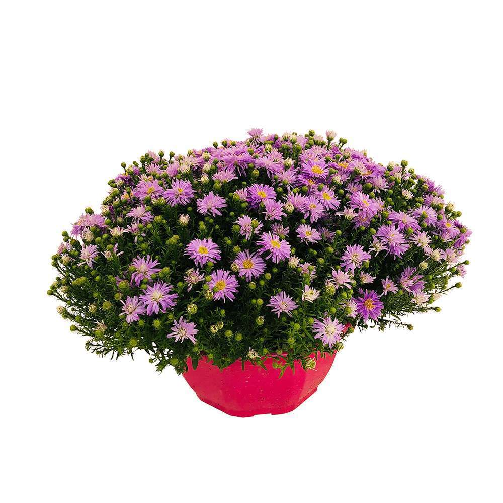 Aster fleuri : coupe Teku d.25cm