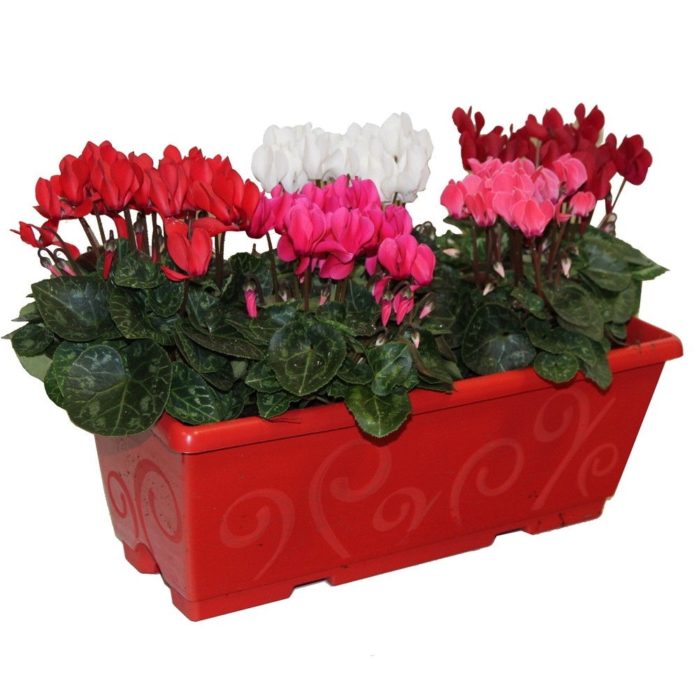 Cyclamen : jardinière L.40cm