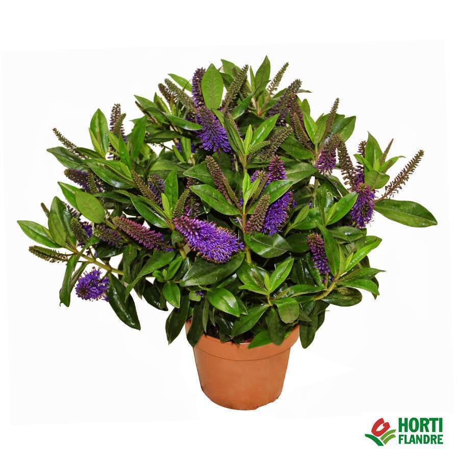 Véronique pot D18cm- Coloris variables