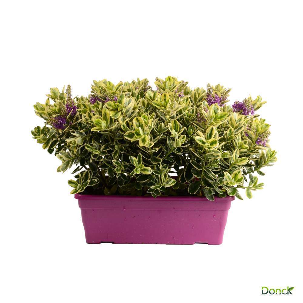 Véronique panachée : jardinière D.40cm