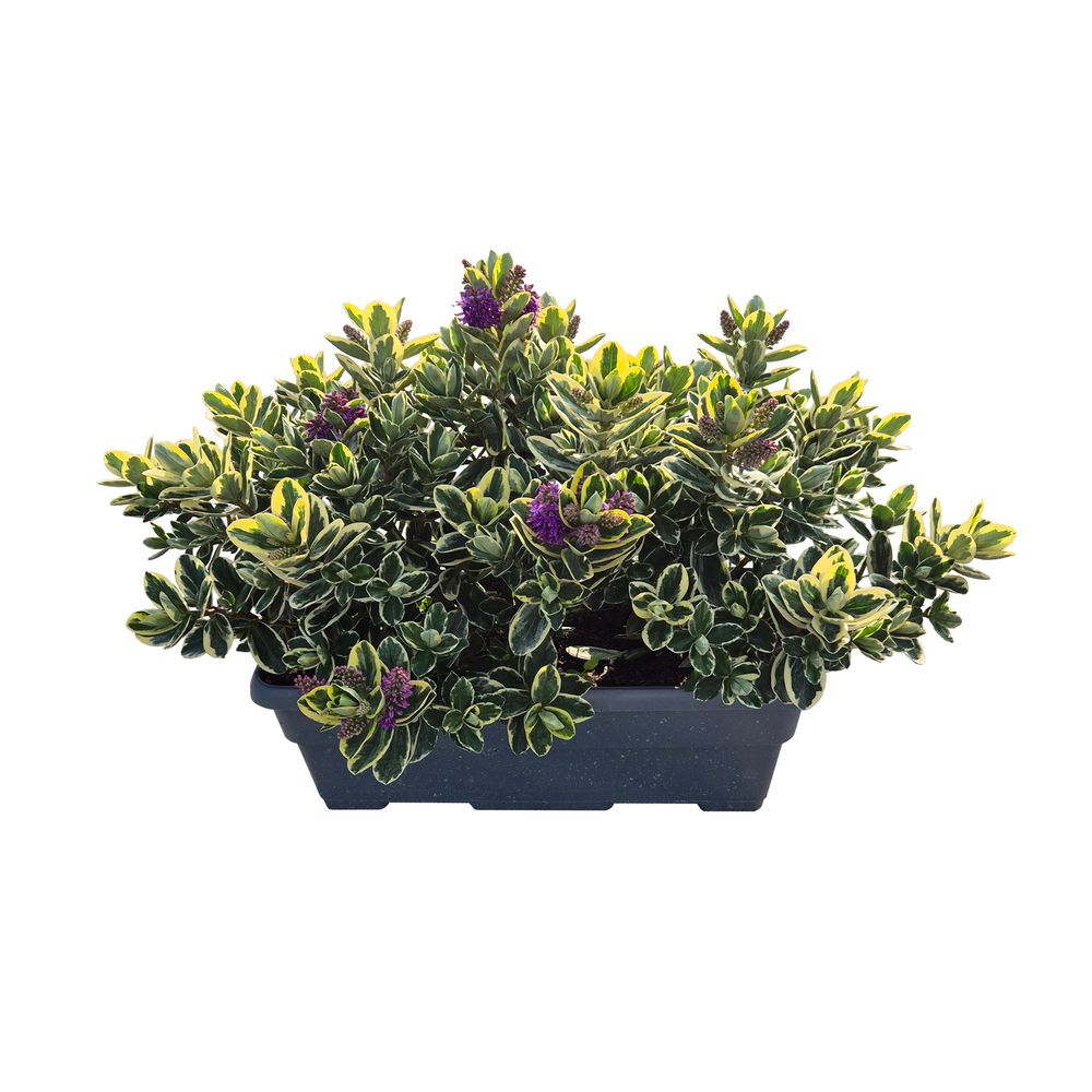 Véronique panachée : jardinière D.40cm