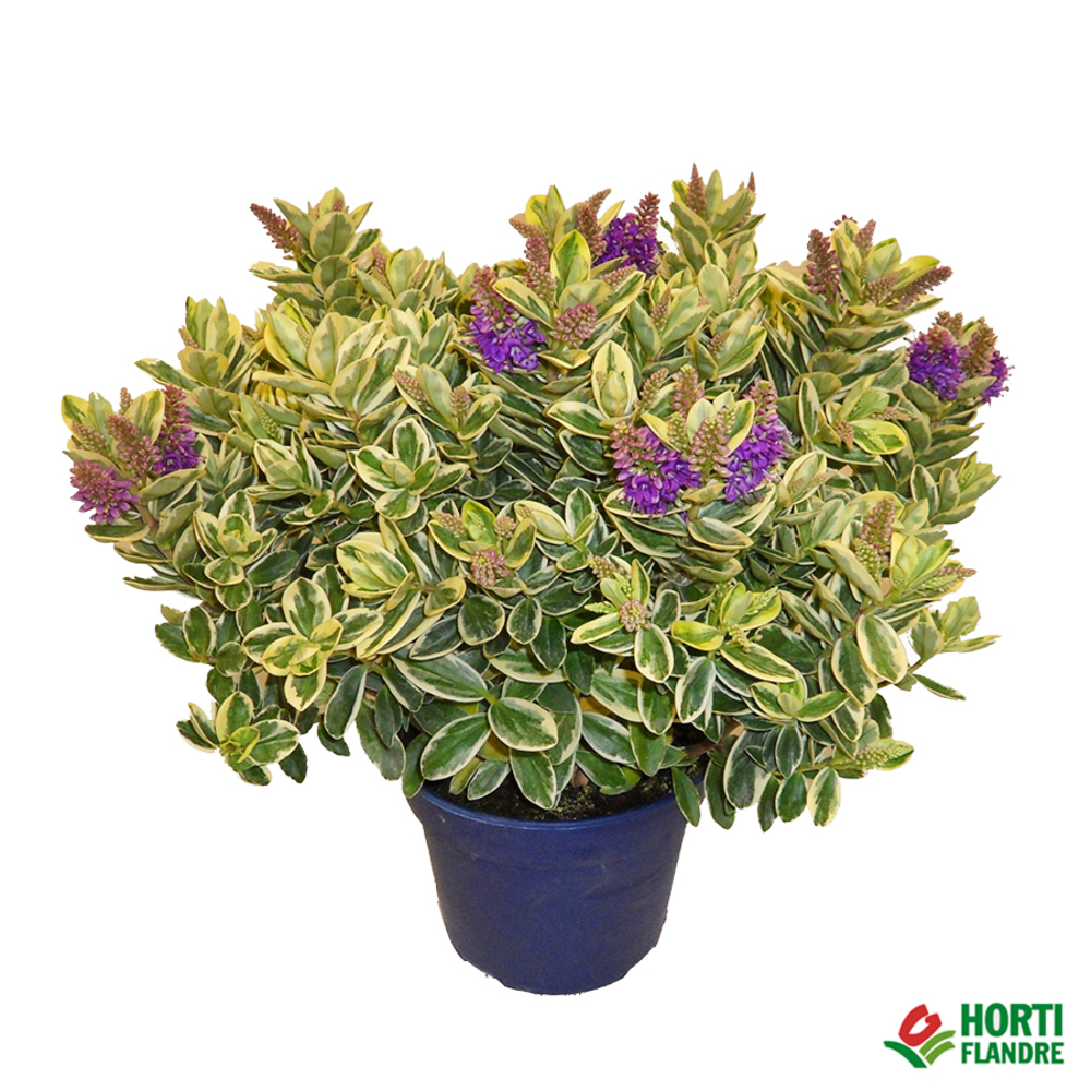 Véronique panachée : pot D18cm